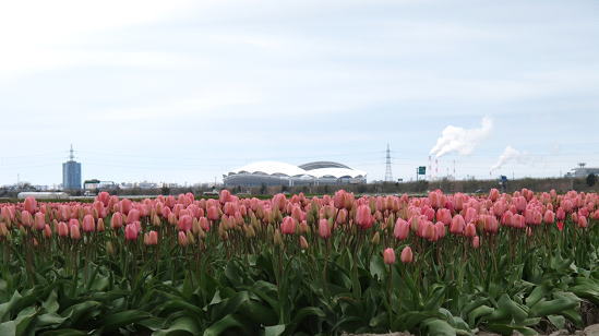 新潟県の花 チューリップ 3